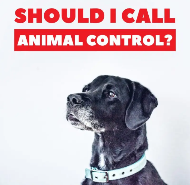 When should I call animal control?